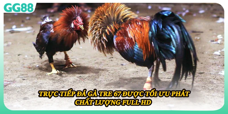 Trực tiếp đá gà tre 67 được tối ưu phát chất lượng Full HD